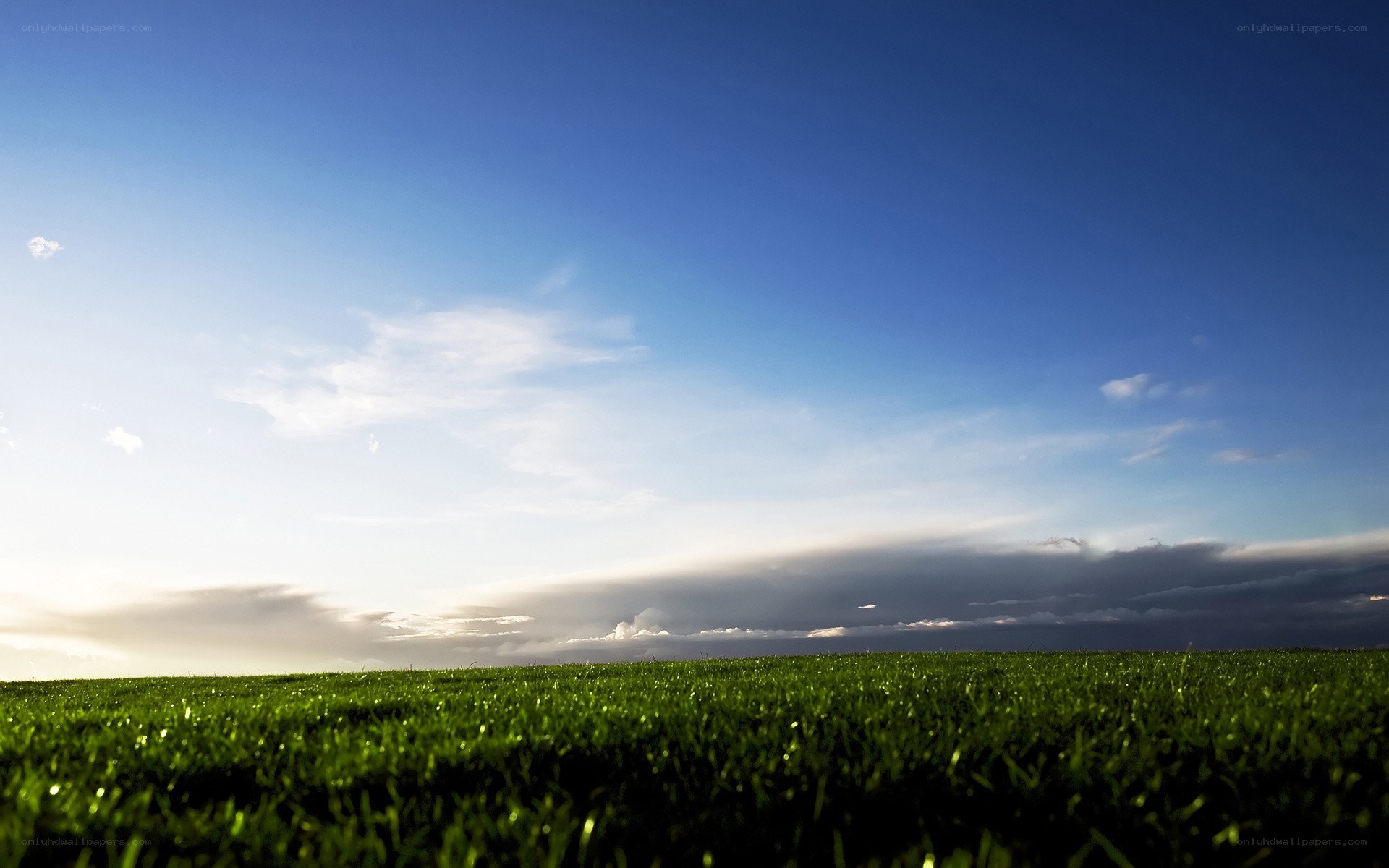 Green field under blue sky