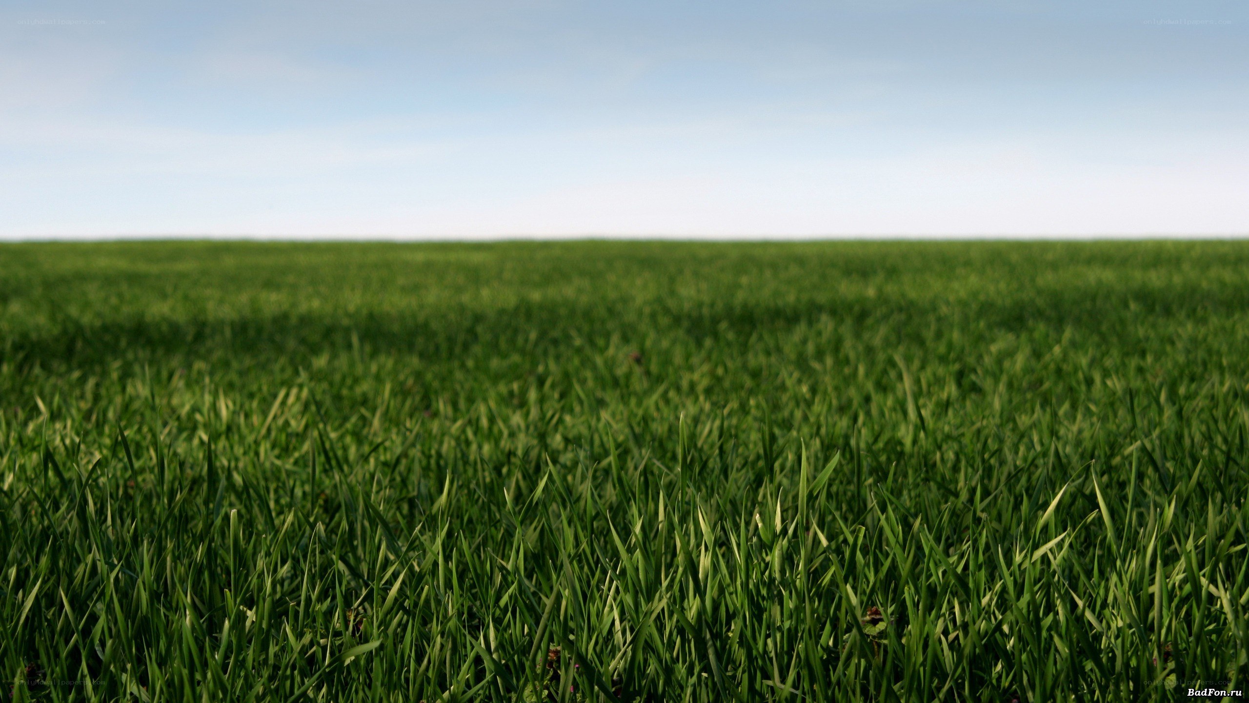green field under blue sky