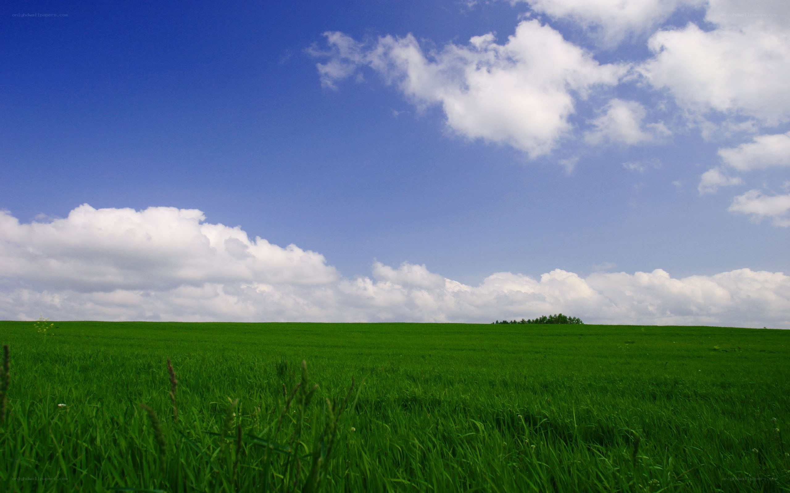 Green field under blue sky