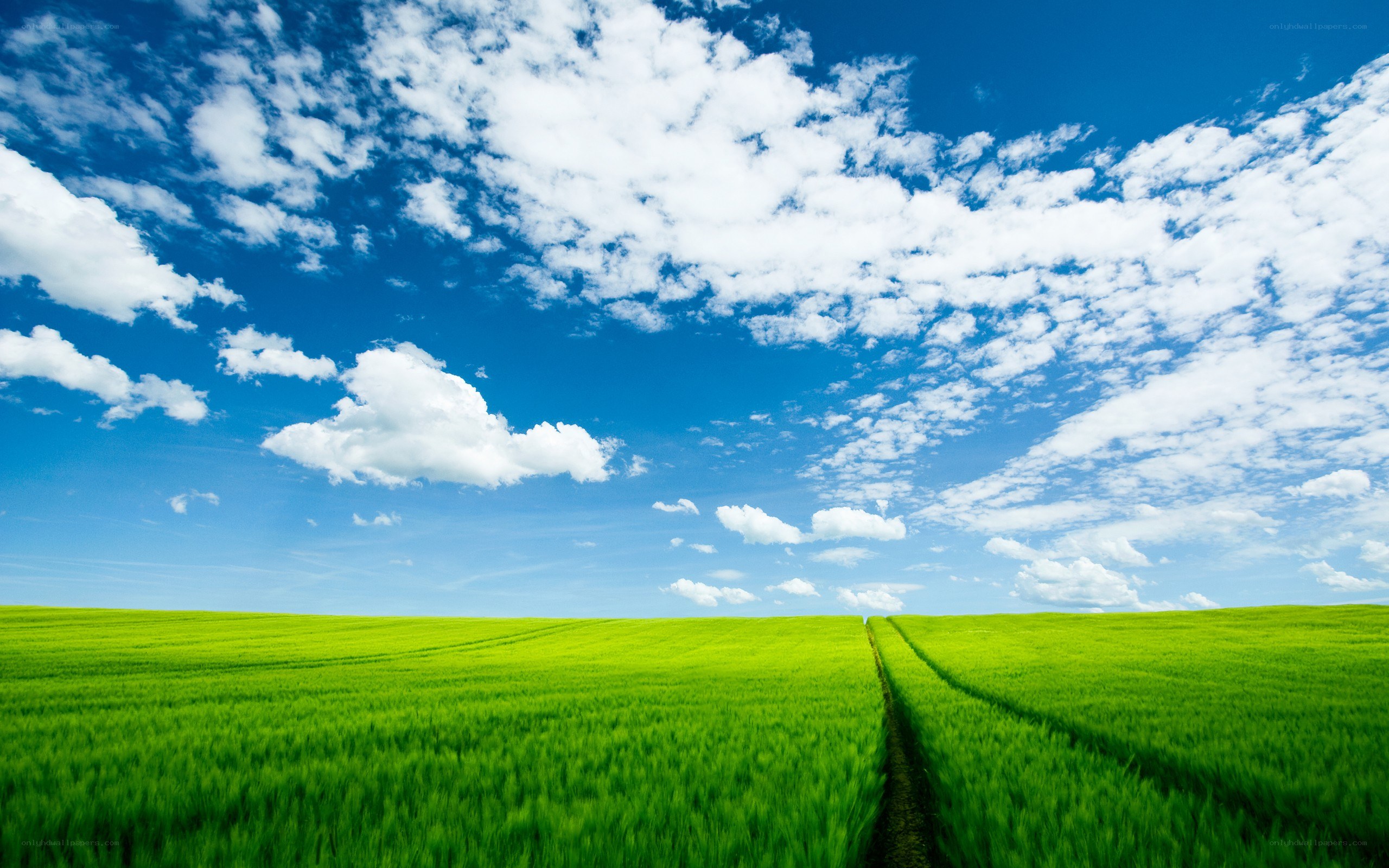 Green field under blue sky