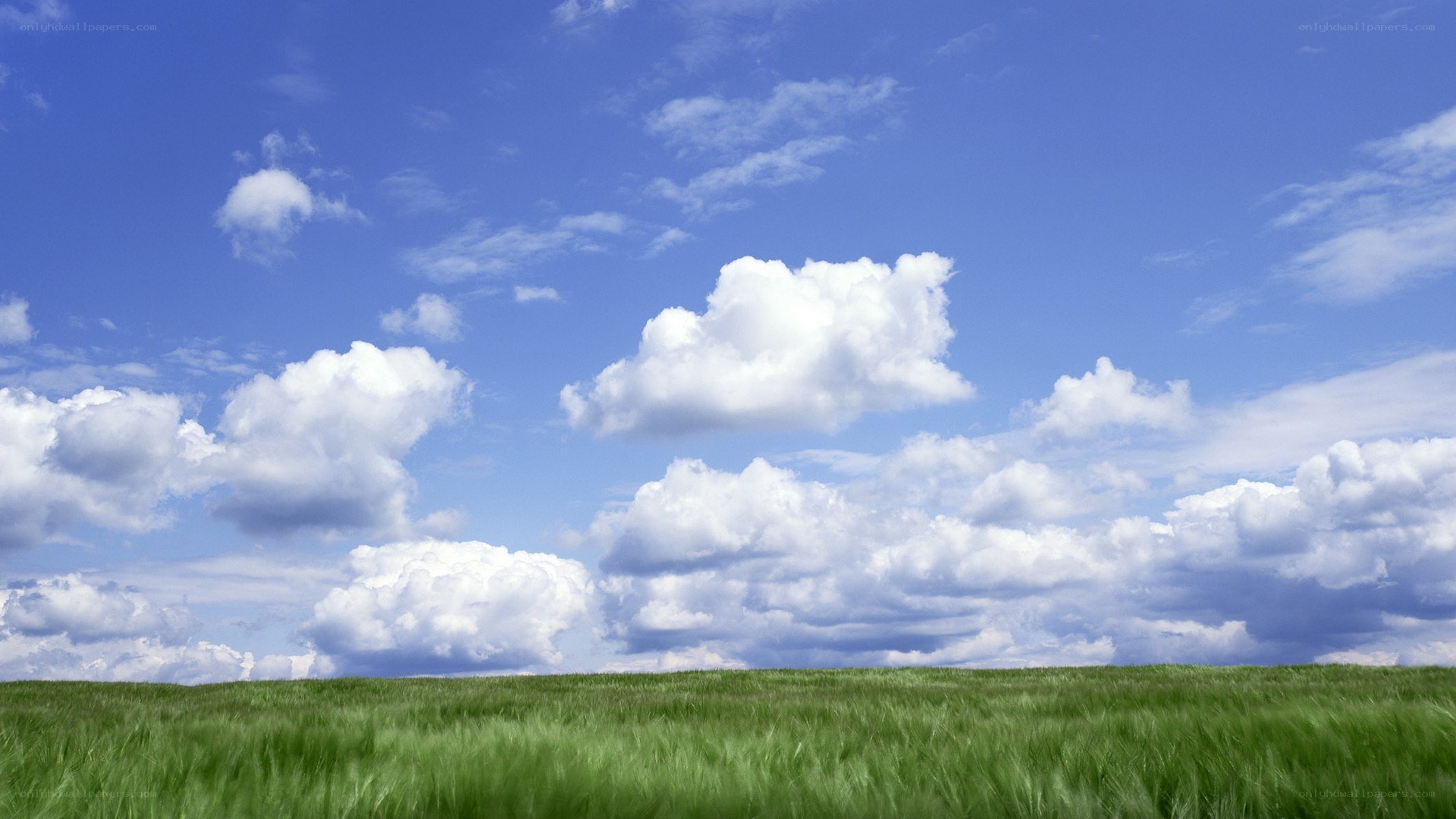 Green field under blue sky