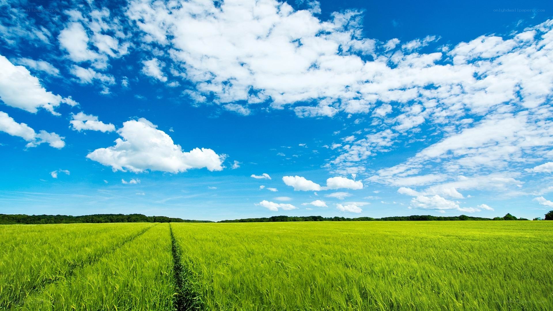 Green field under blue sky