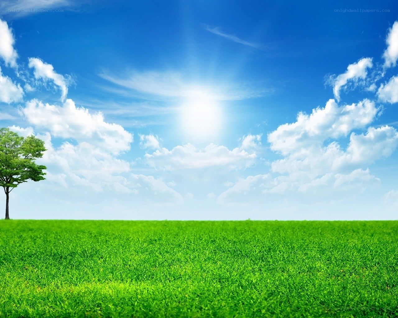 Green field under blue sky