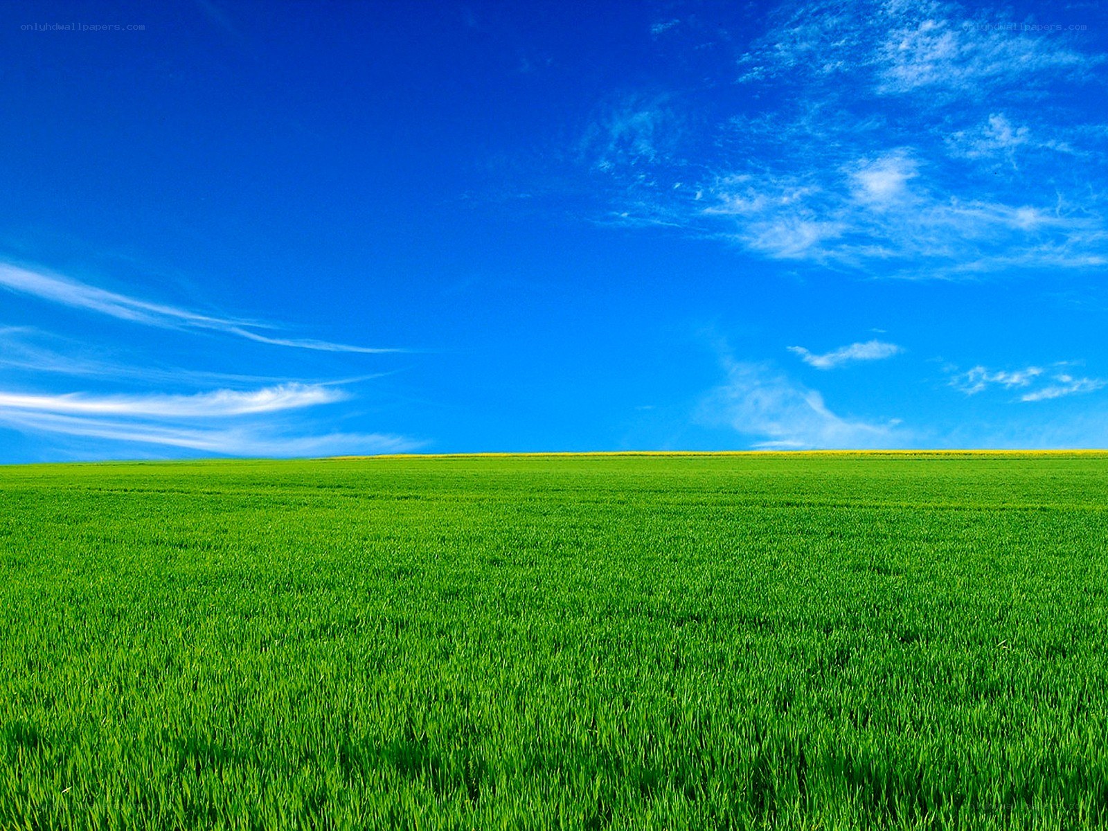 Green field under blue sky