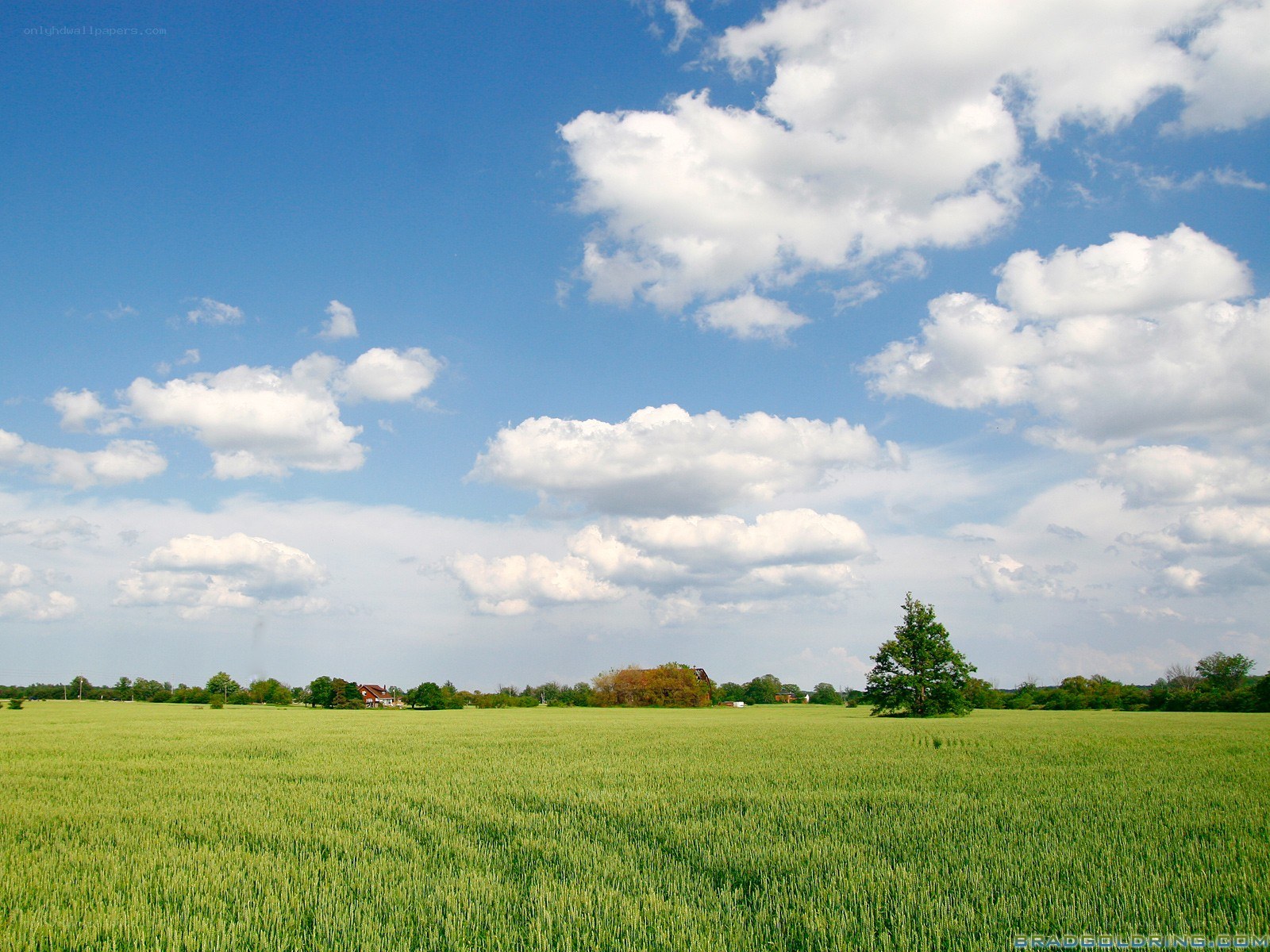 Green field under blue sky
