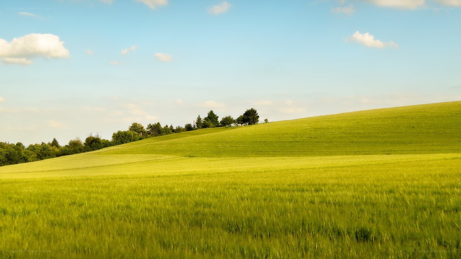 Green field under blue sky