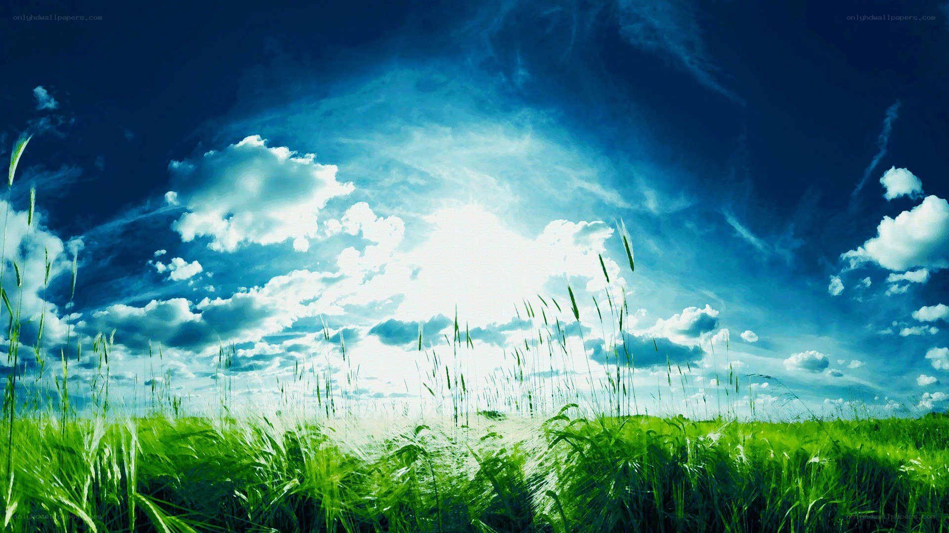 Green field under blue sky