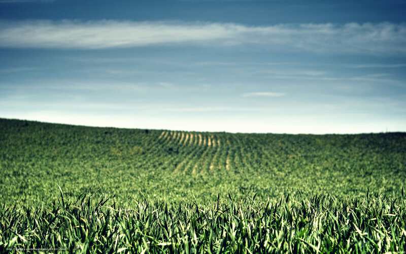 Green Field Under Blue Sky