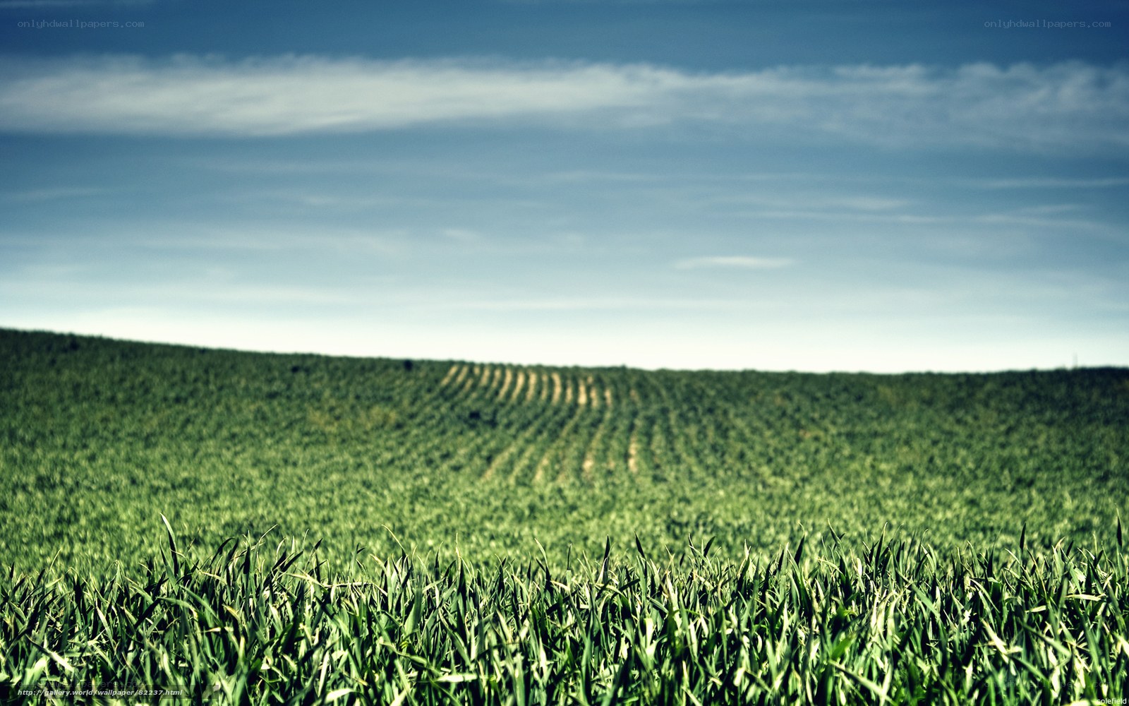 Green Field Under Blue Sky