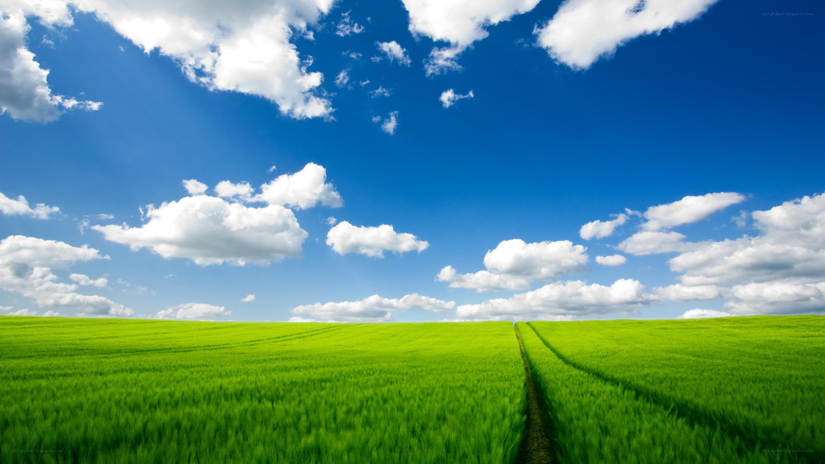 Green field under blue sky