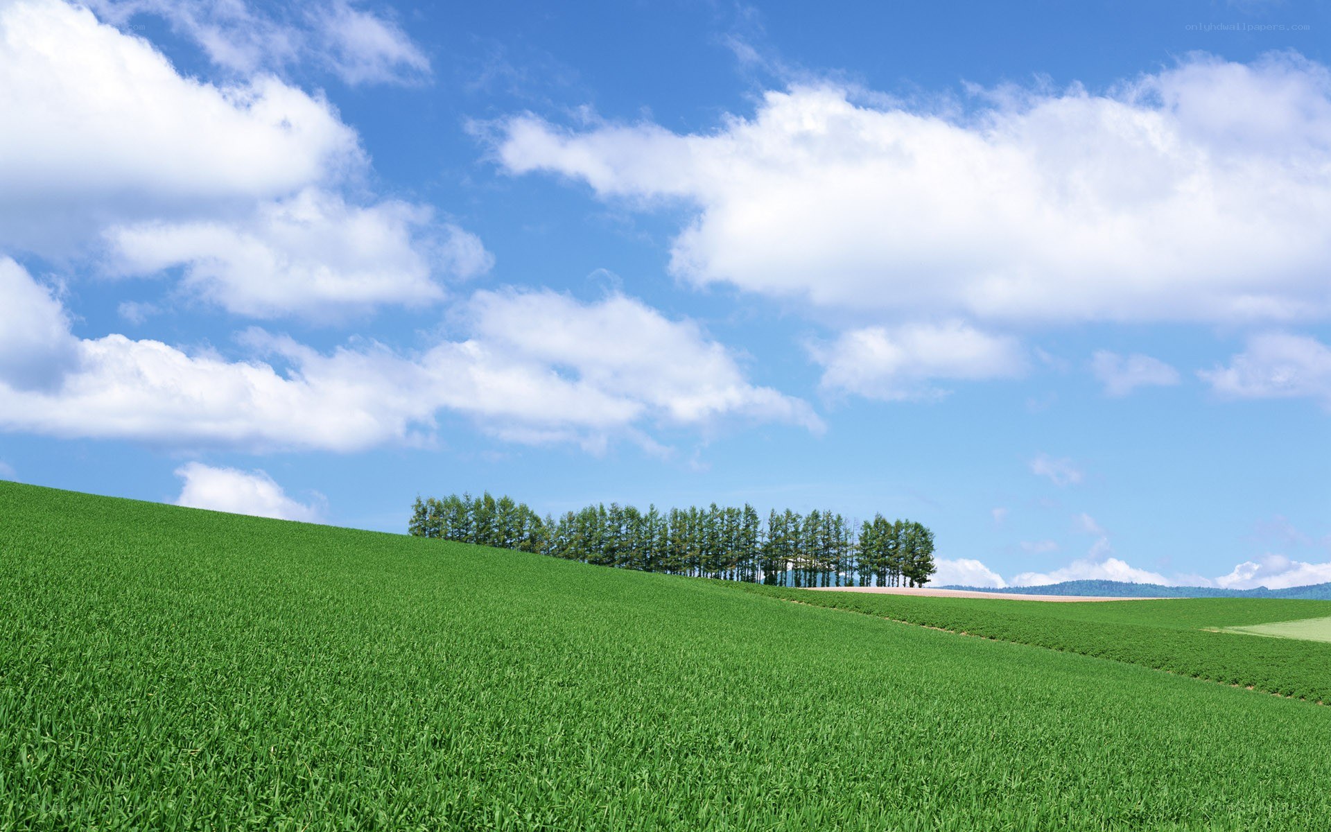 Green field under blue sky