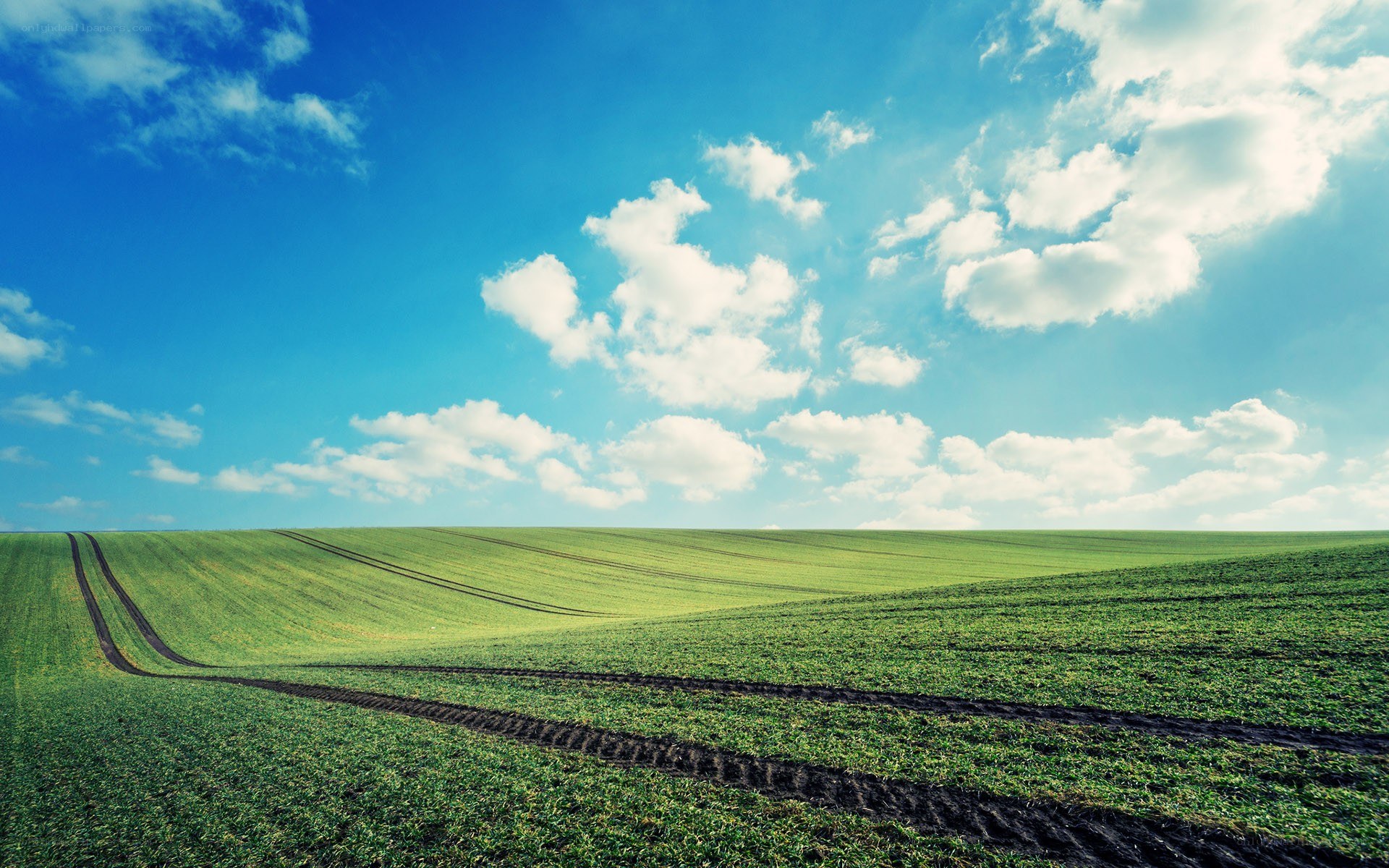 Green field under blue sky