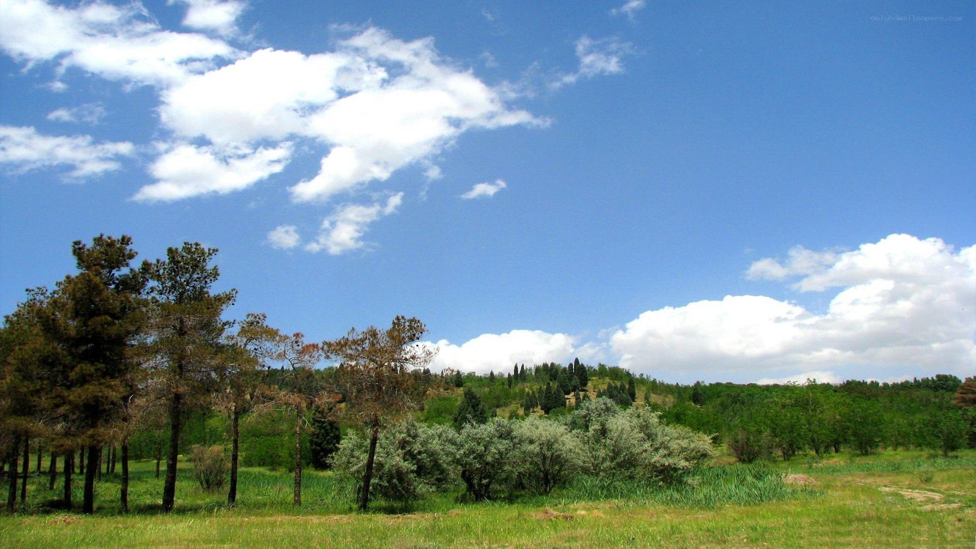 Green field under blue sky