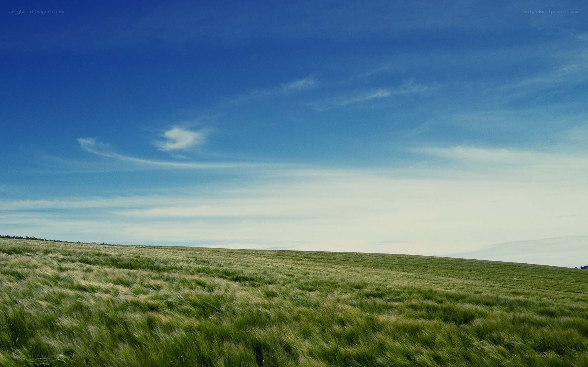 Green field under blue sky