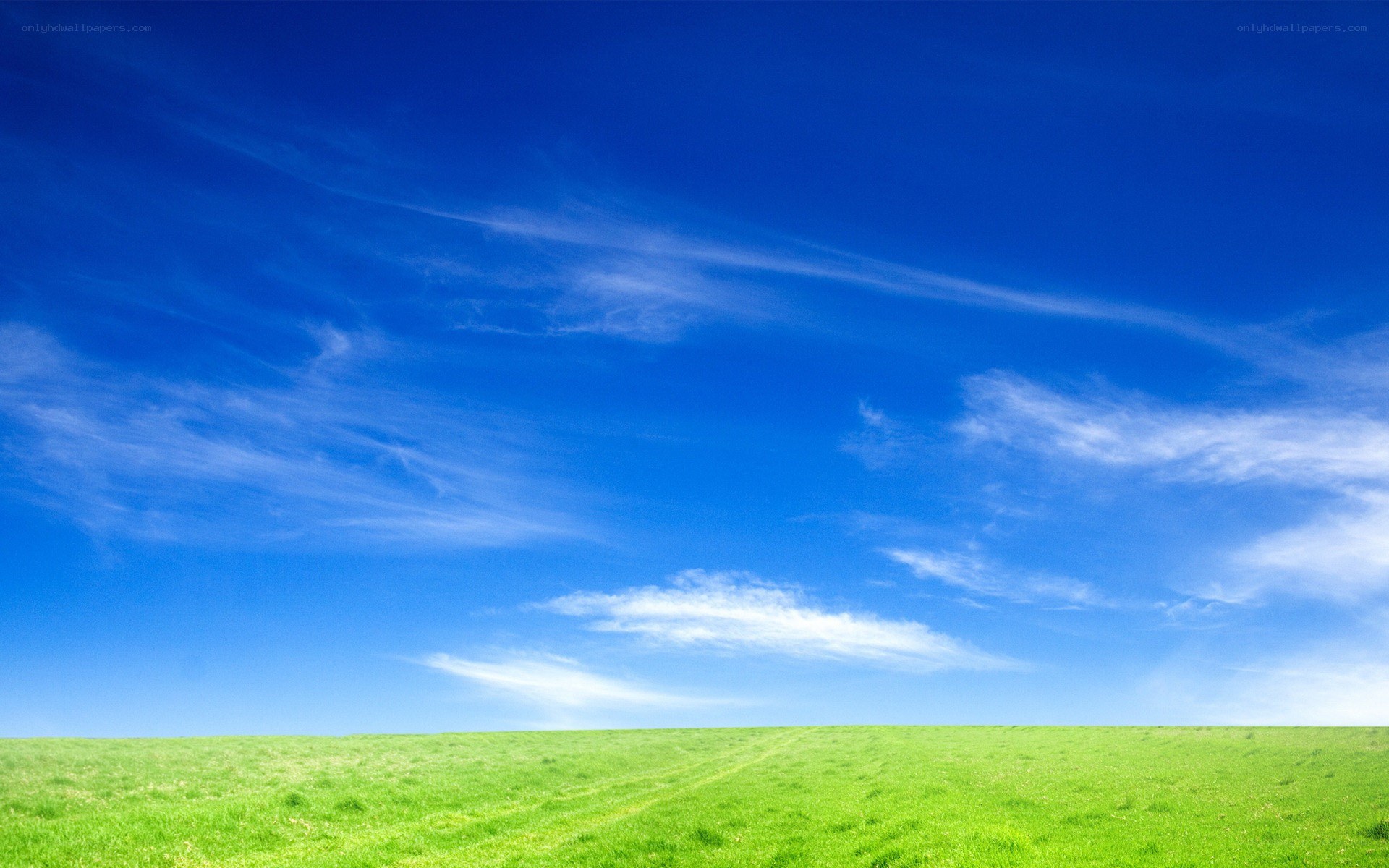 Green field under blue sky