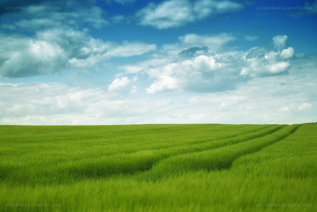 Green field under blue sky