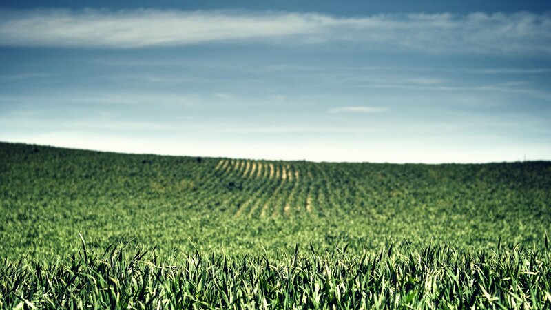 green field under blue sky