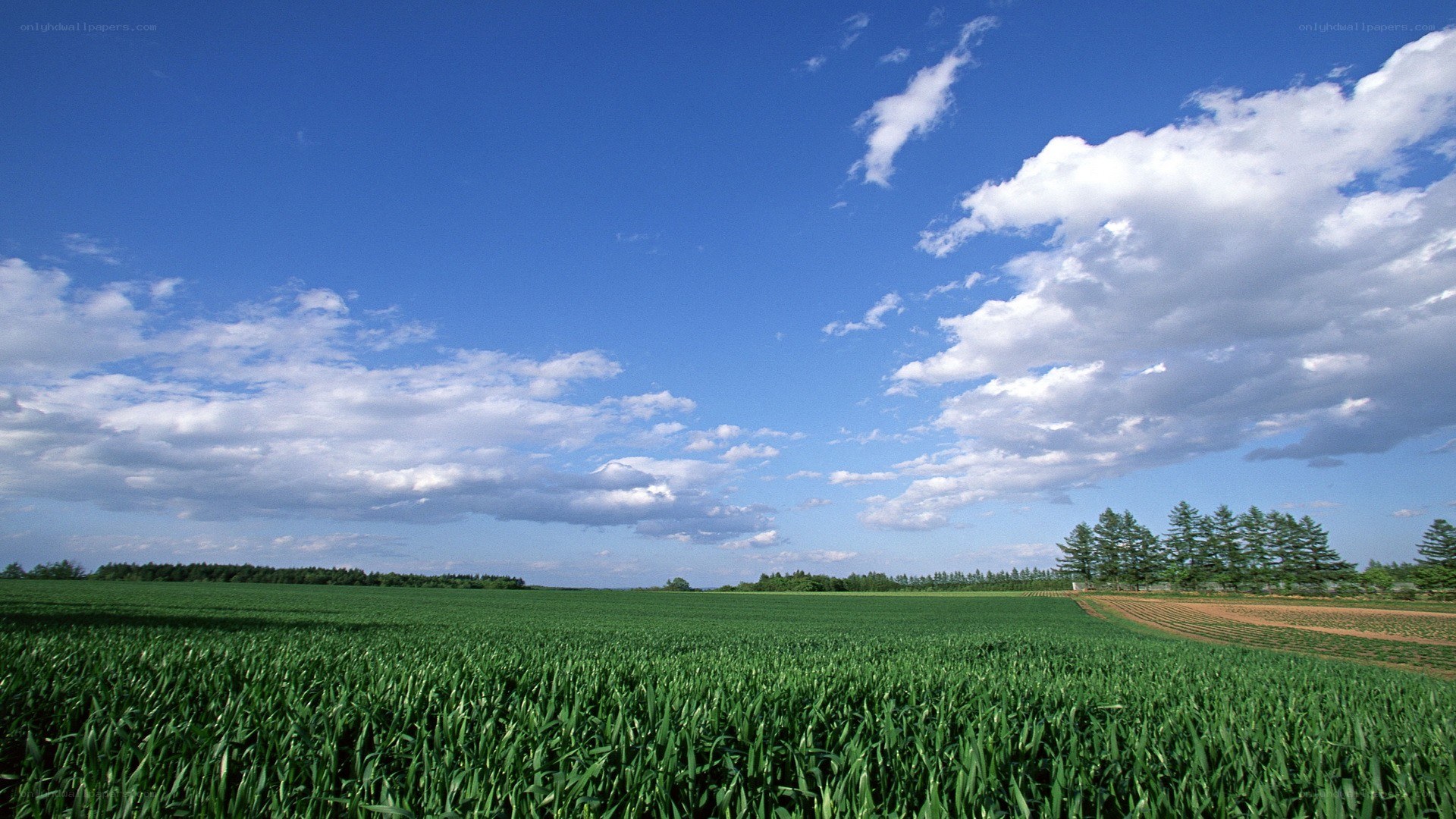Green field under blue sky