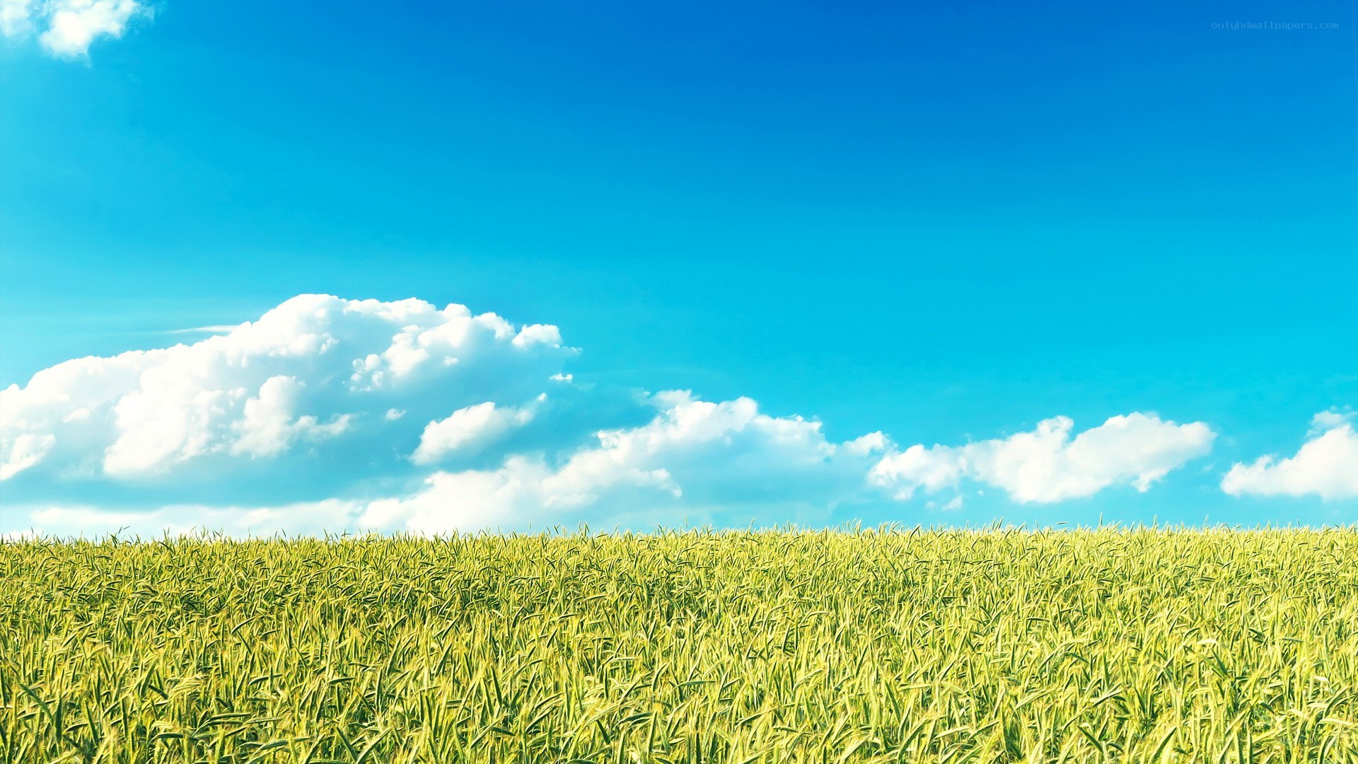 Green field under blue sky