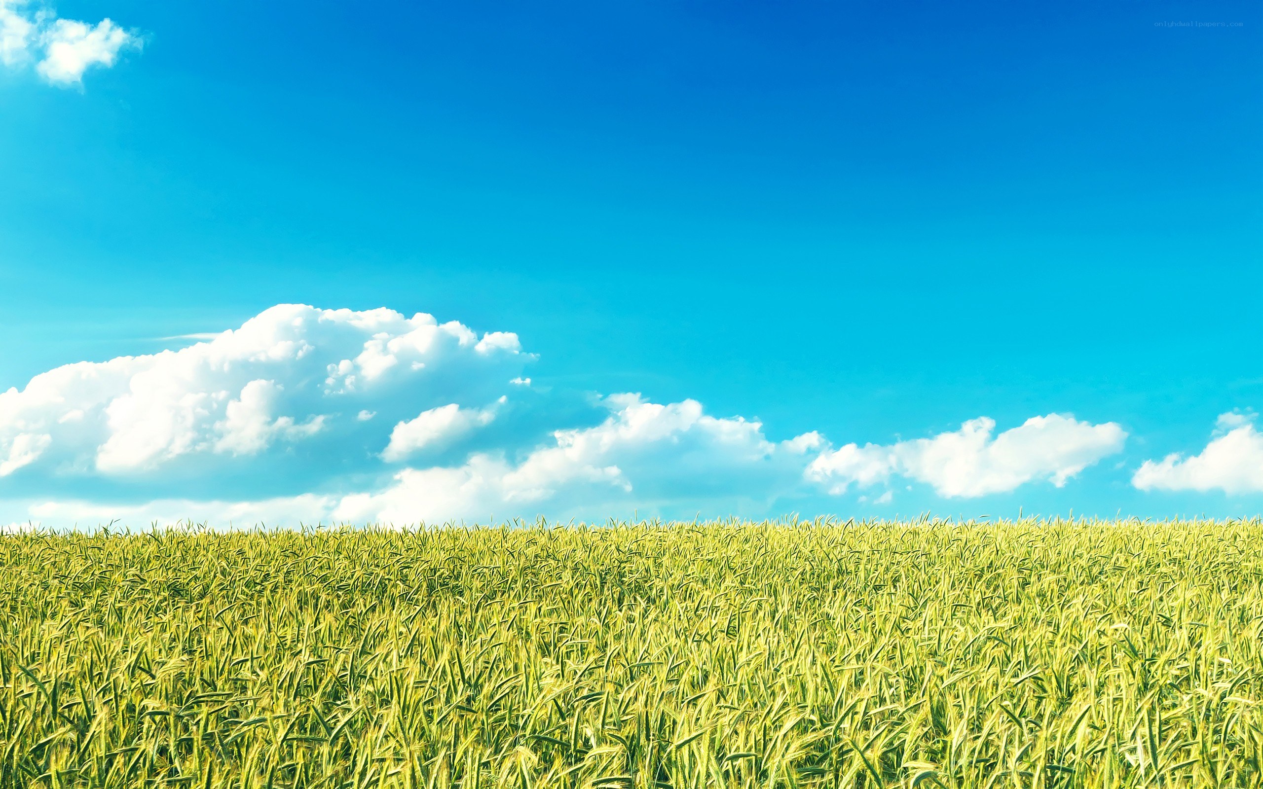 Green field under blue sky