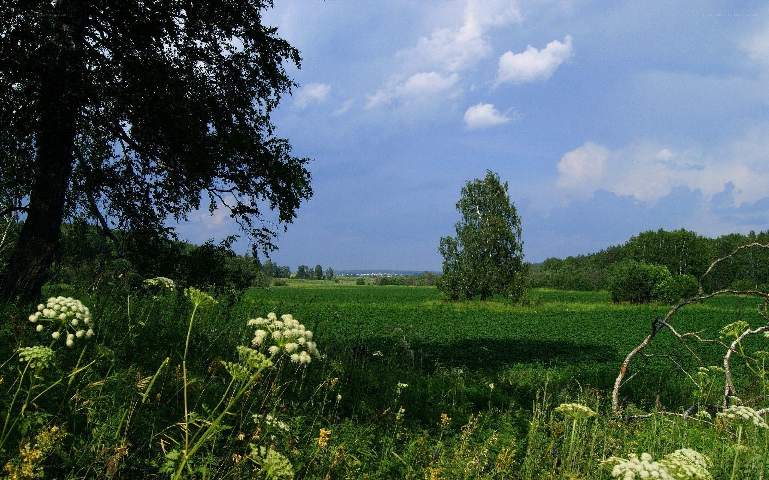 Green field under blue sky