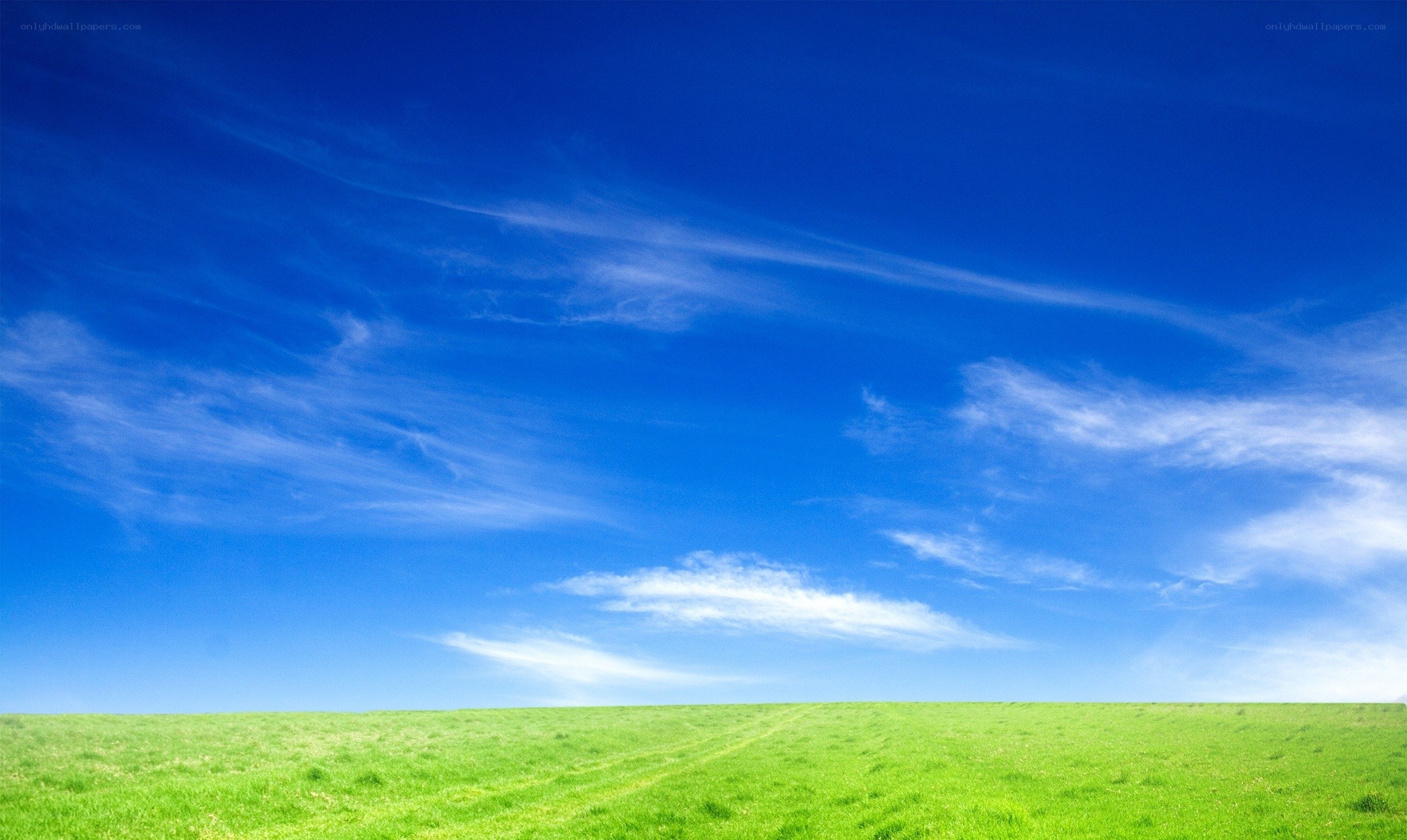 Green field under blue sky