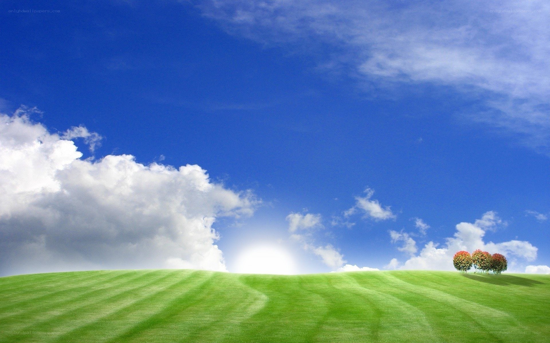 Green field under blue sky