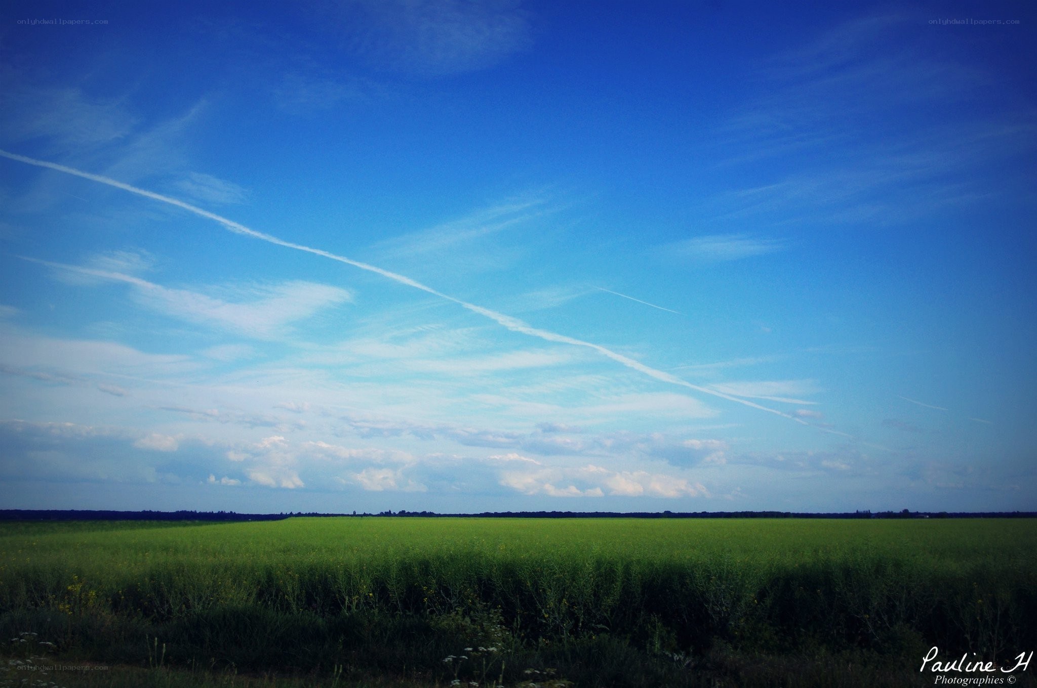 Green field under blue sky