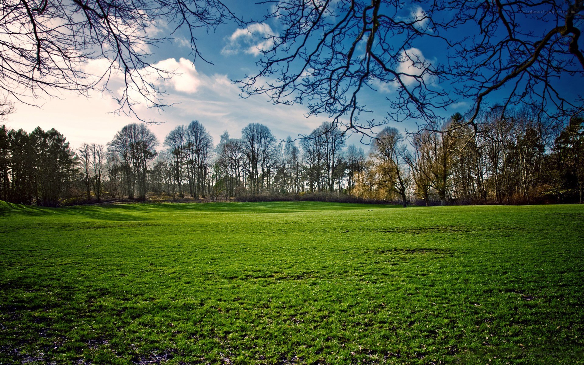 Green field under blue sky