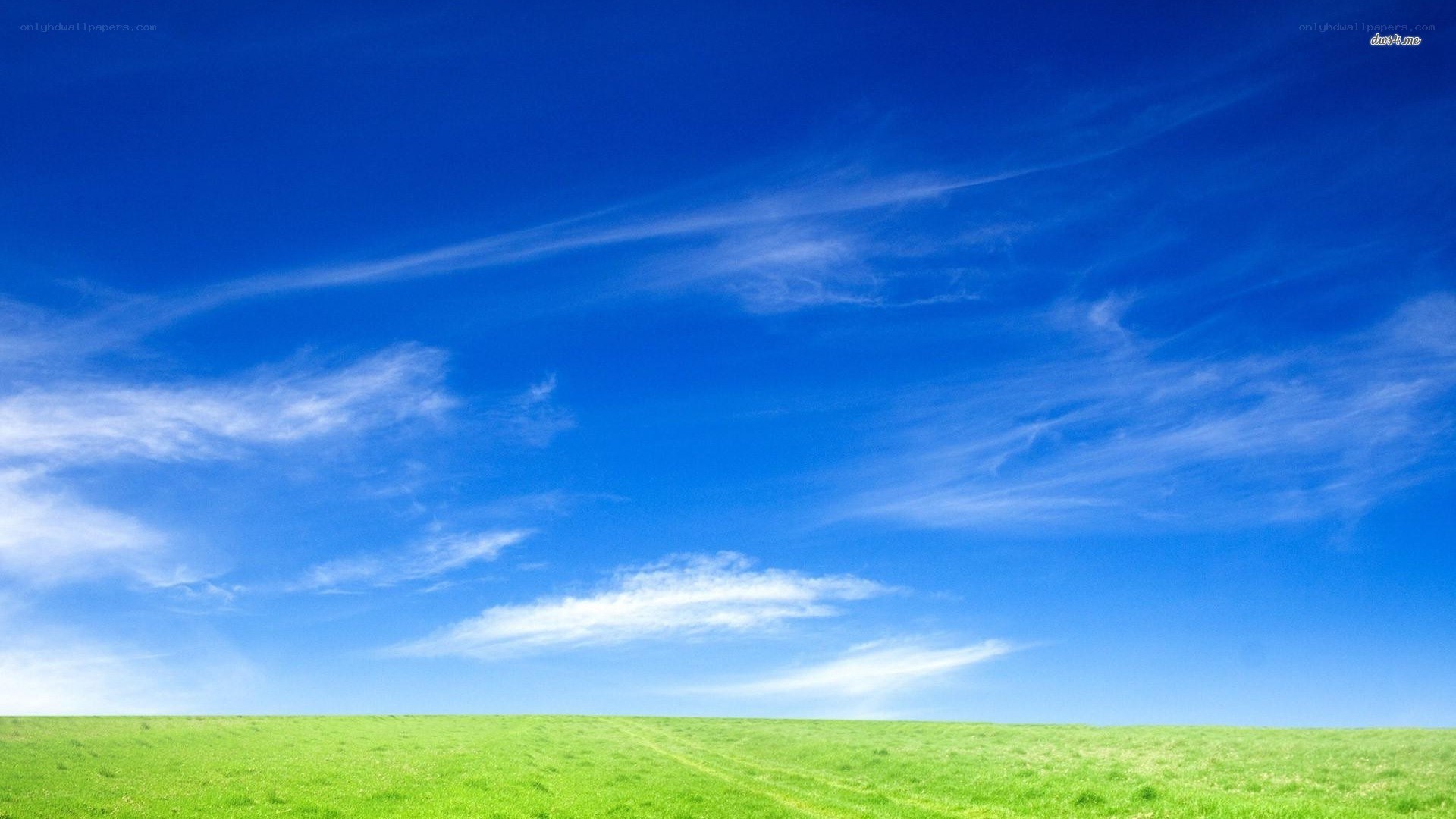 Green field under blue sky