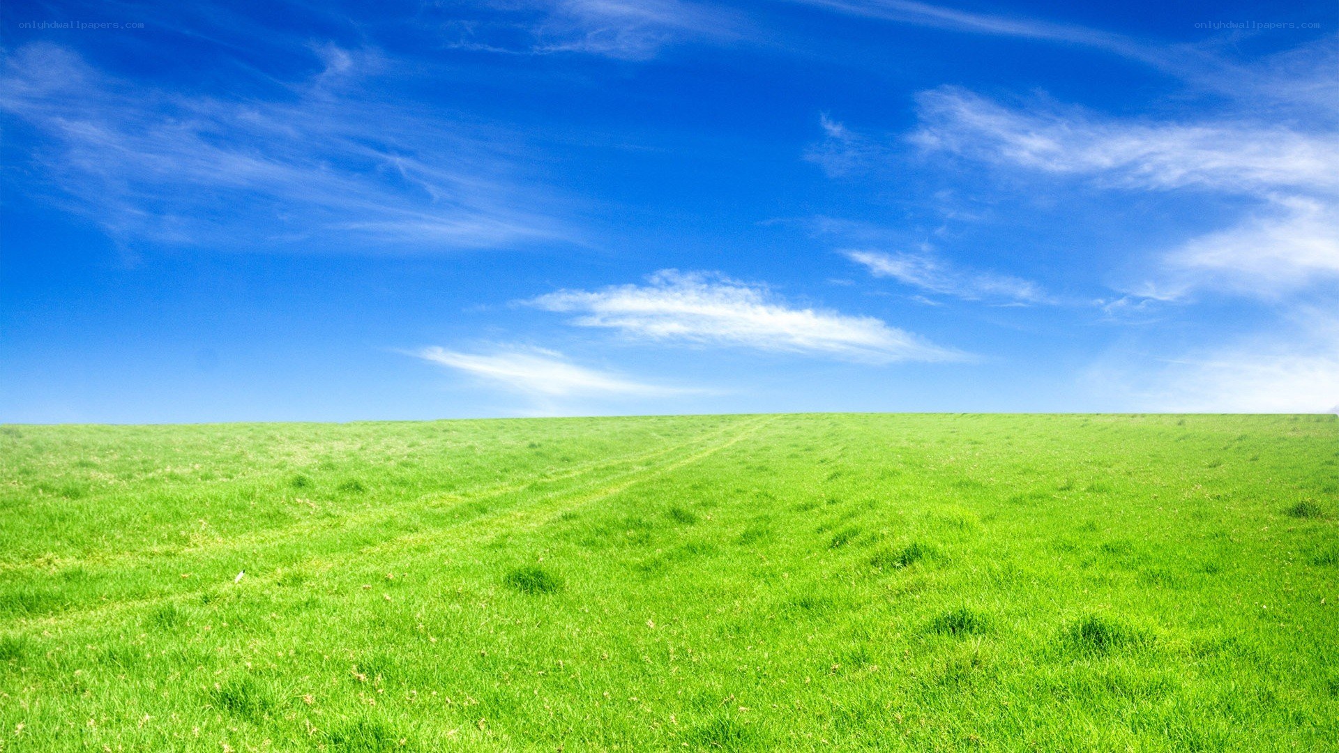 Green field under blue sky