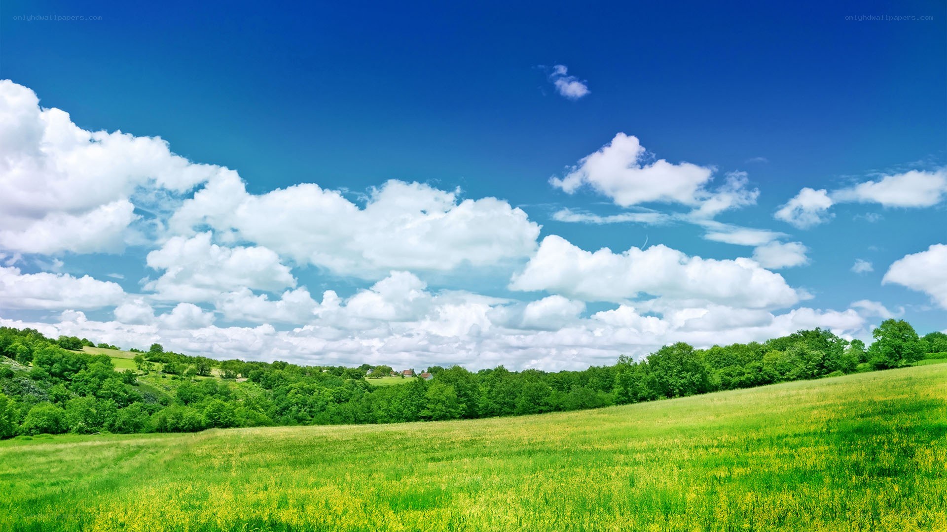 Green field under blue sky