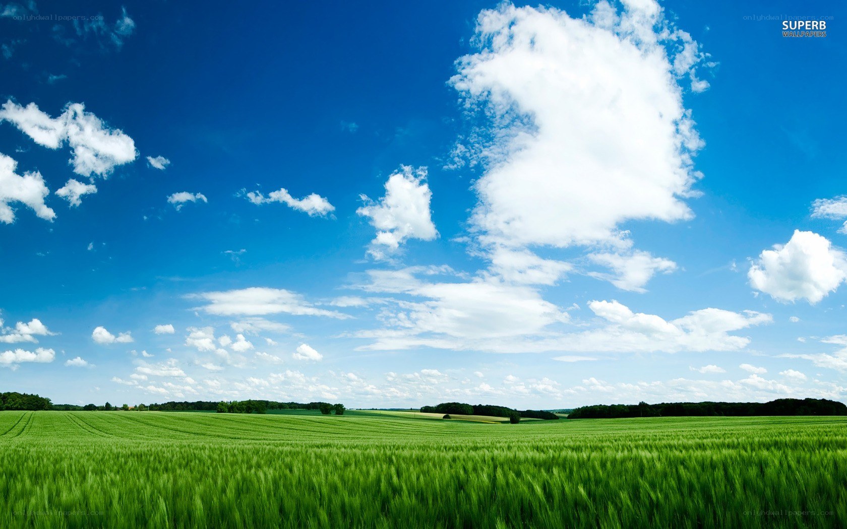 Green field under blue sky