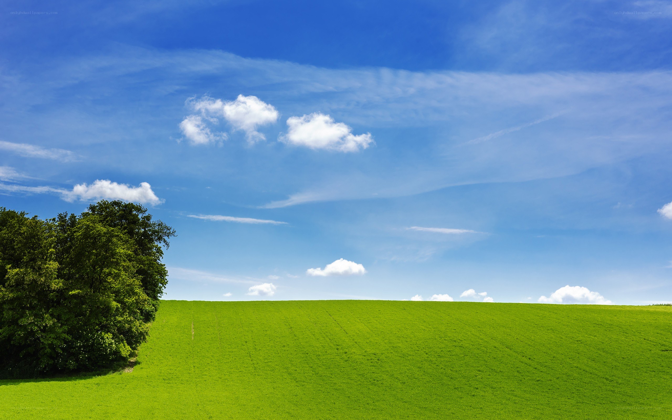 Green field under blue sky