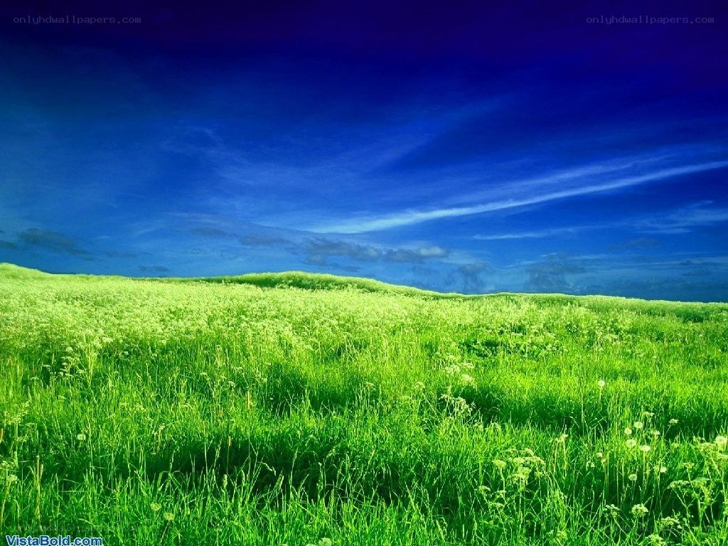Green field under blue sky