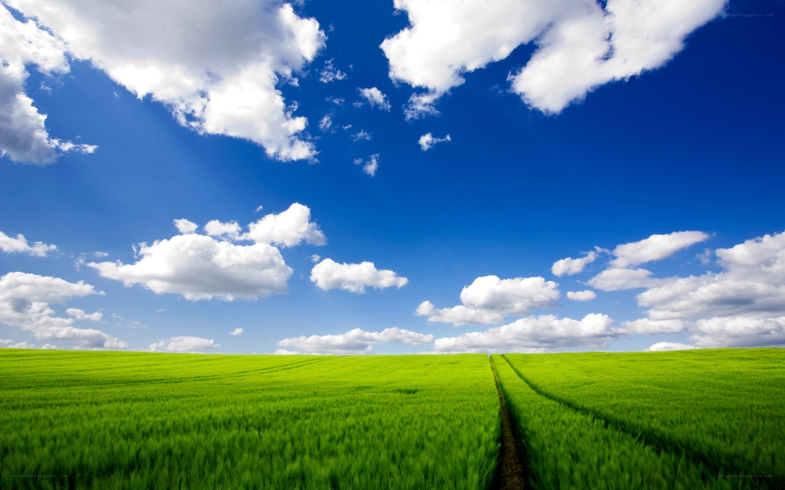 Green field under blue sky