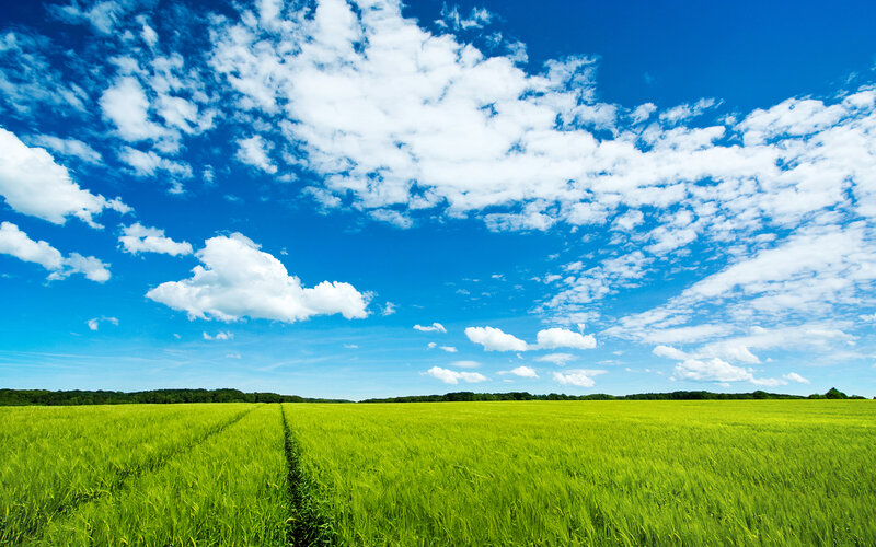 Green field under blue sky