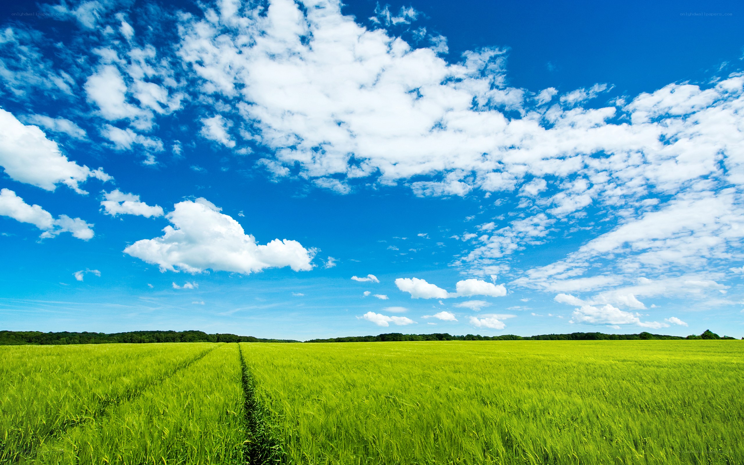 Green field under blue sky