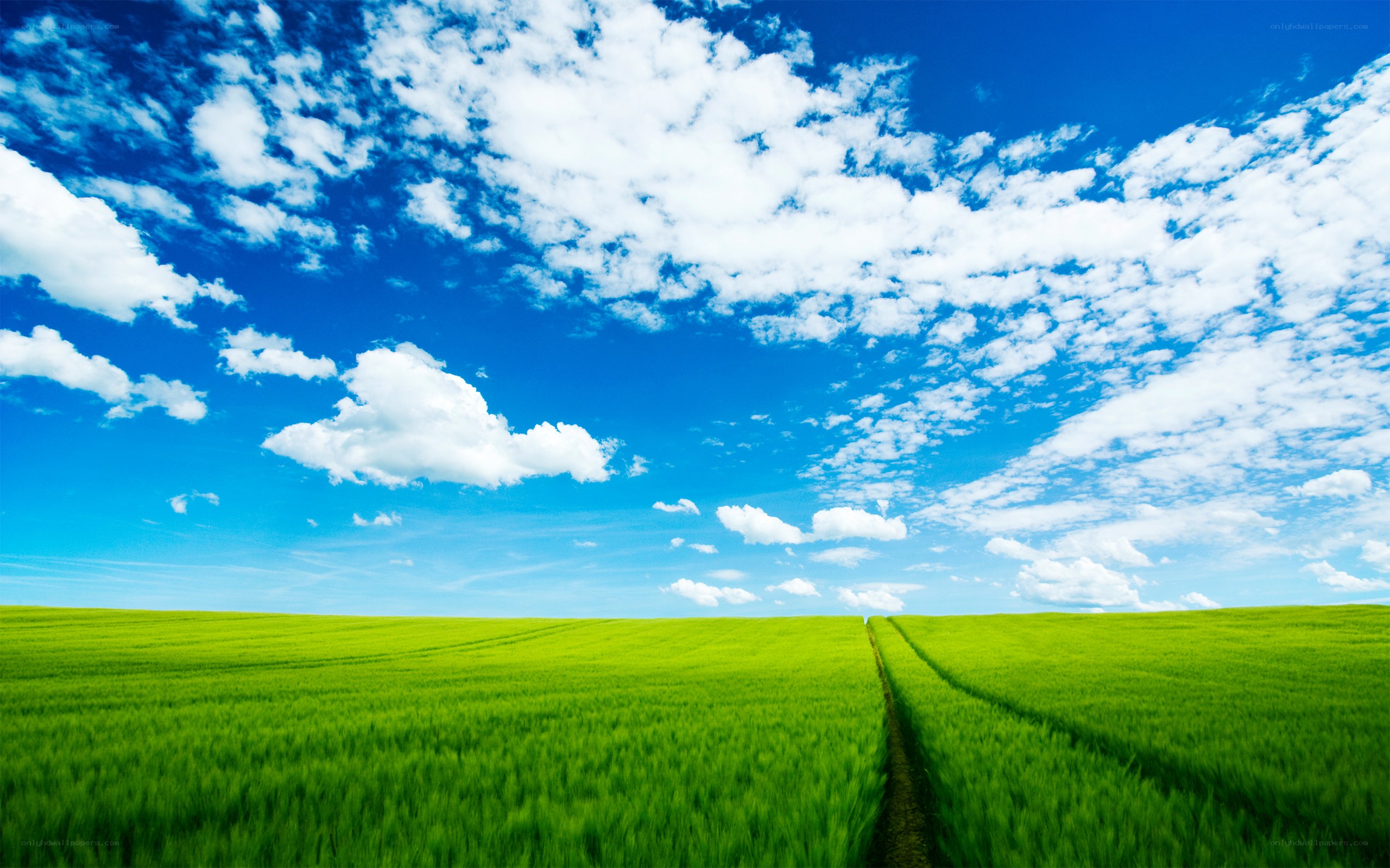 Green field under blue sky