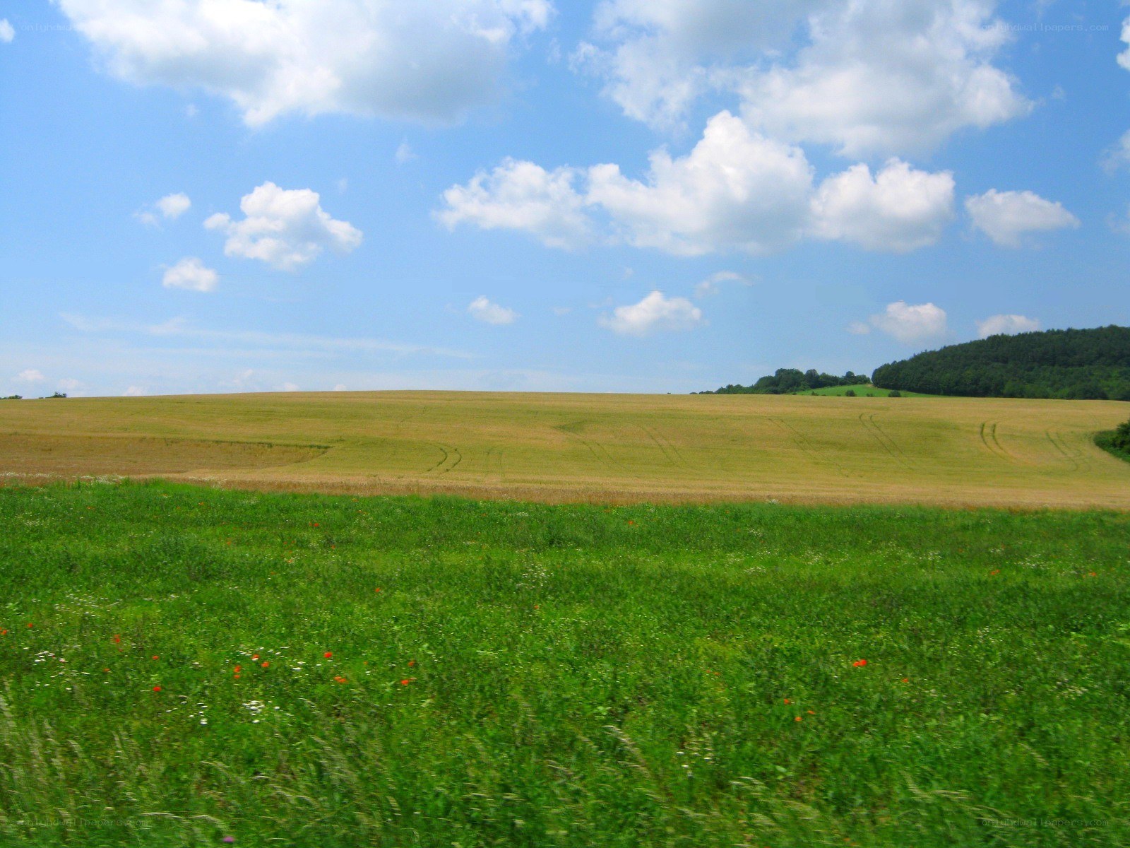 Green field under blue sky