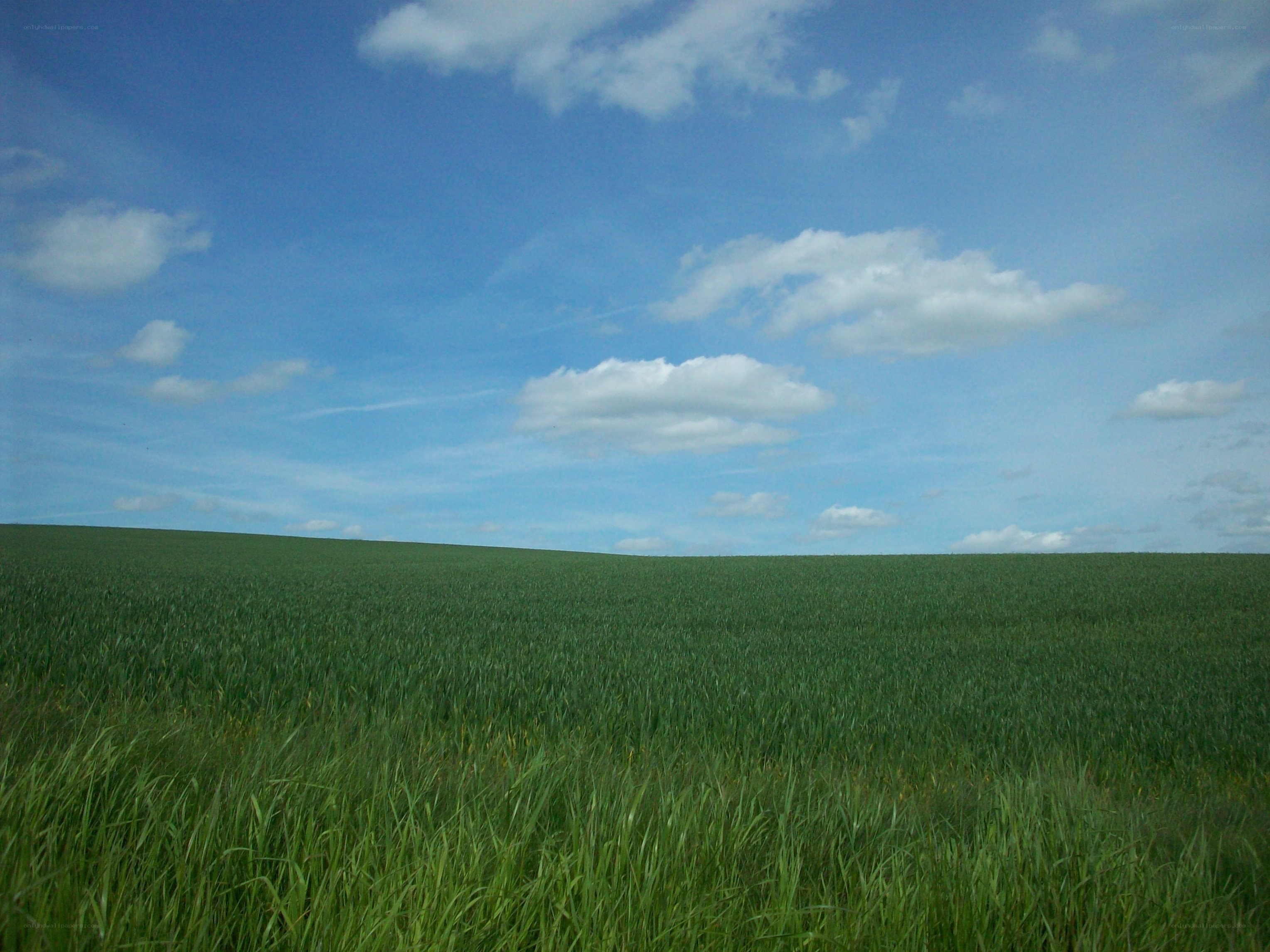 Green field under blue sky
