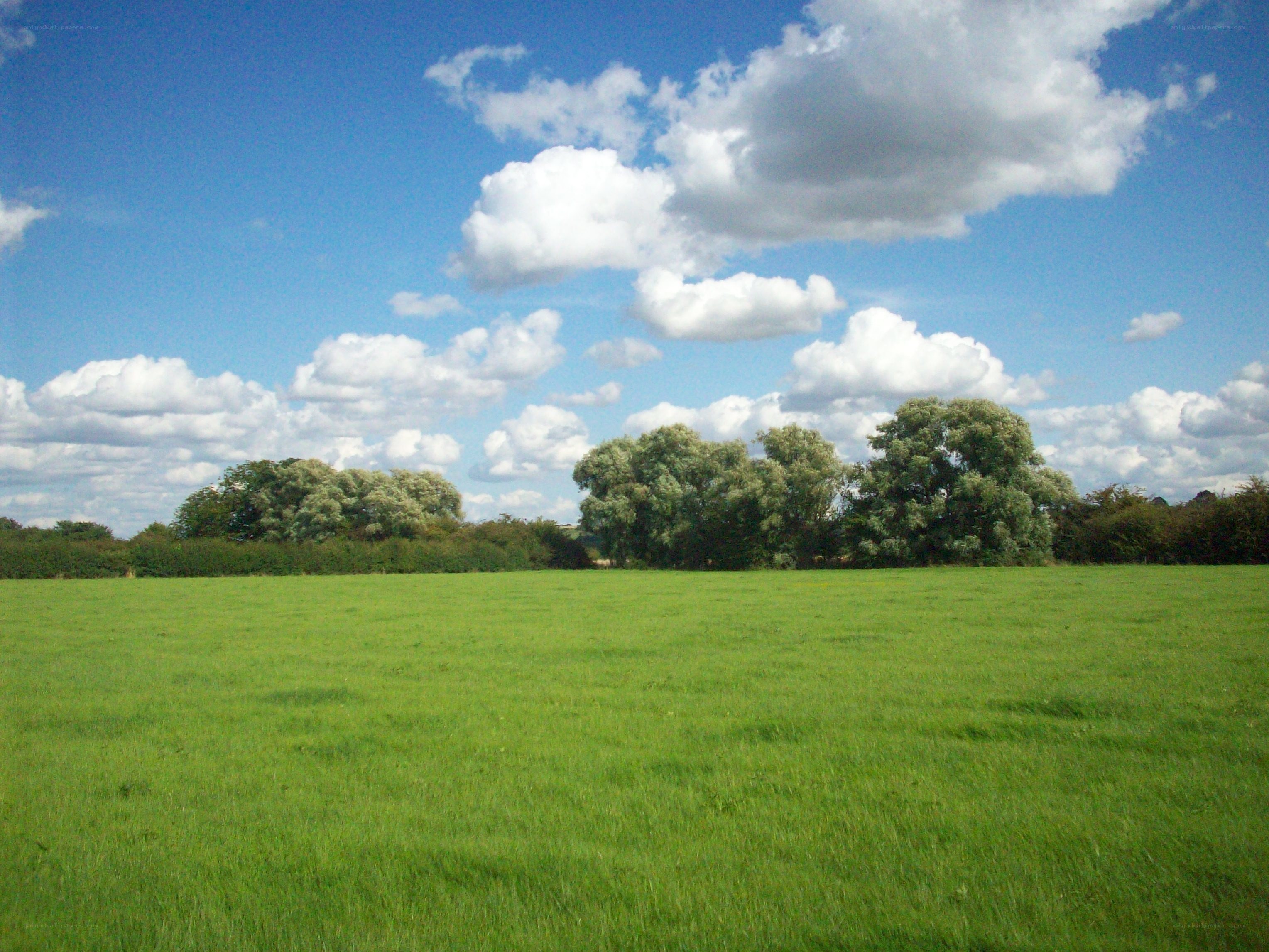 Green field under blue sky