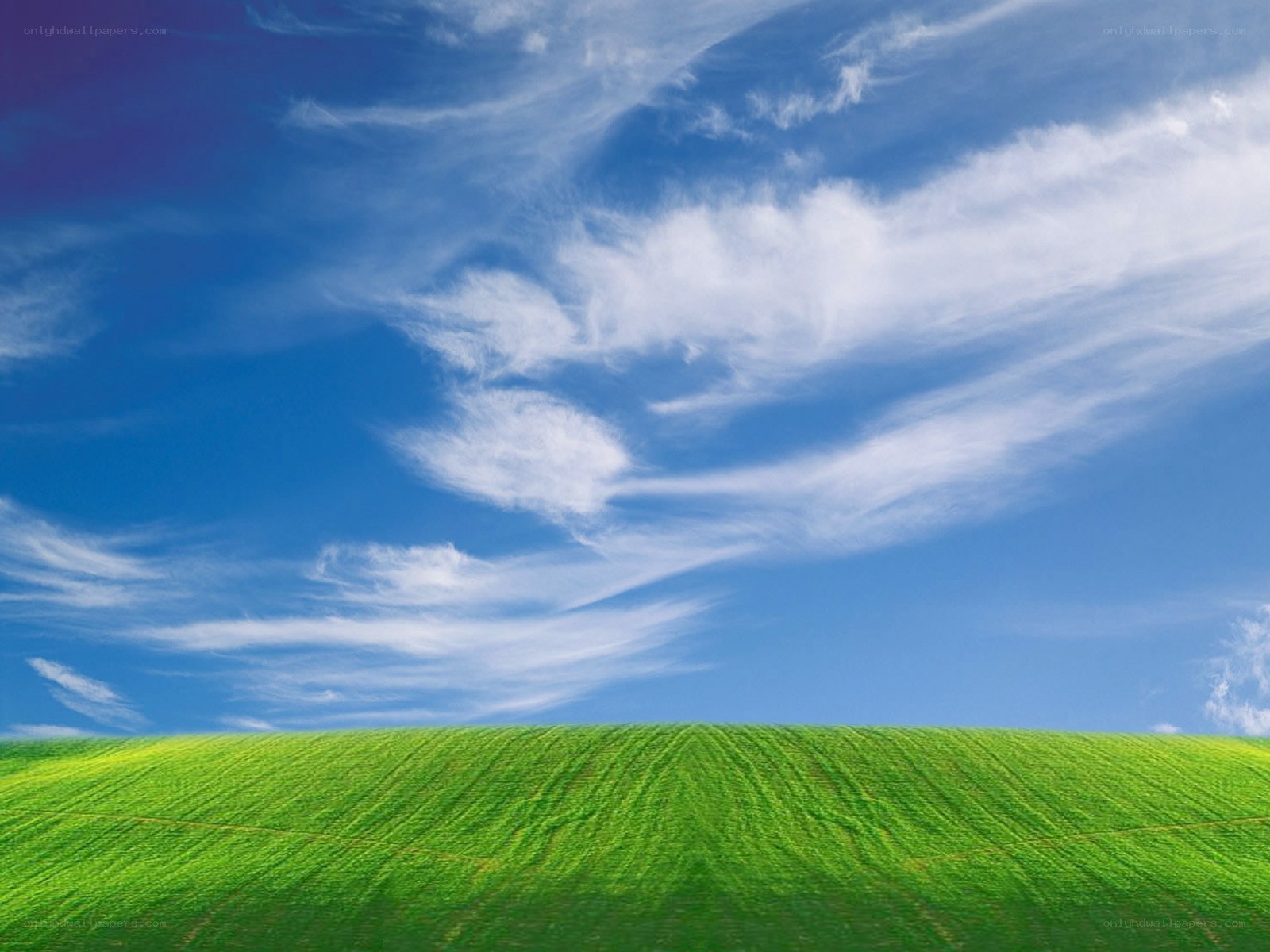 Green field under blue sky
