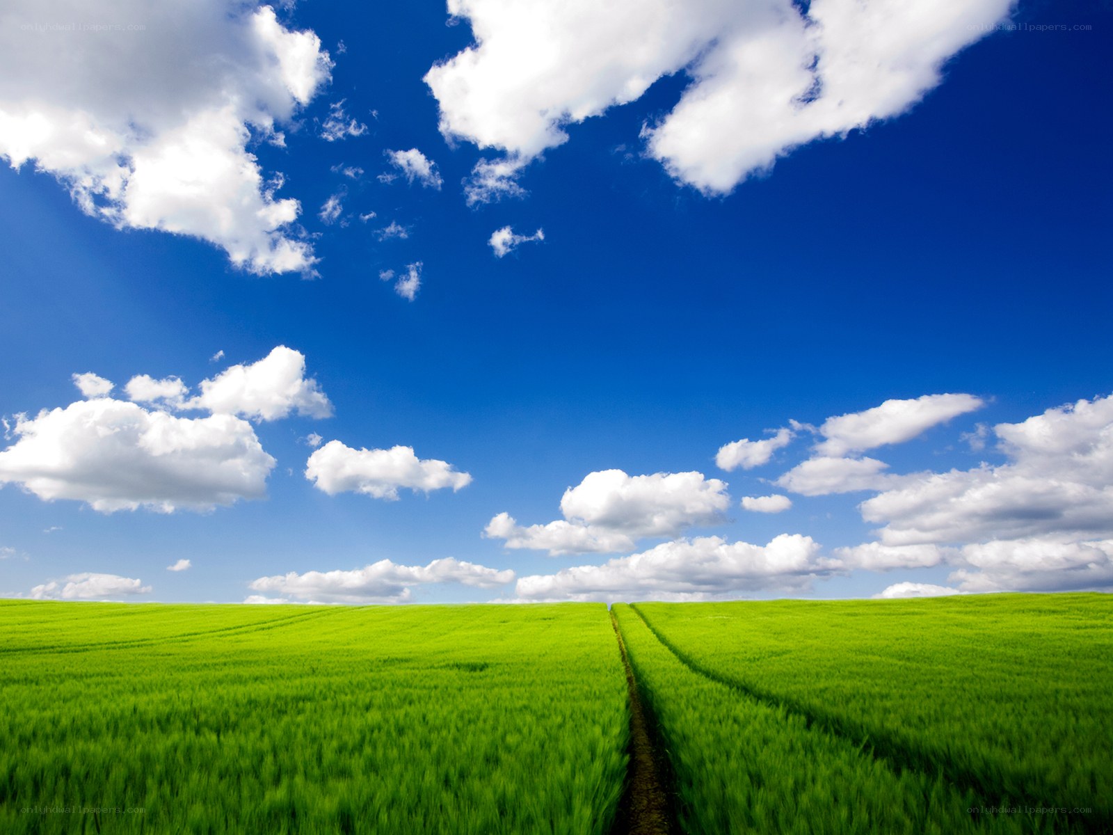 Green field under blue sky