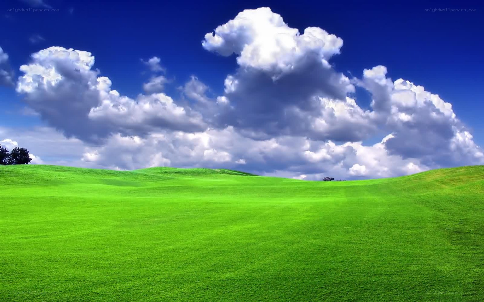 Green field under blue sky
