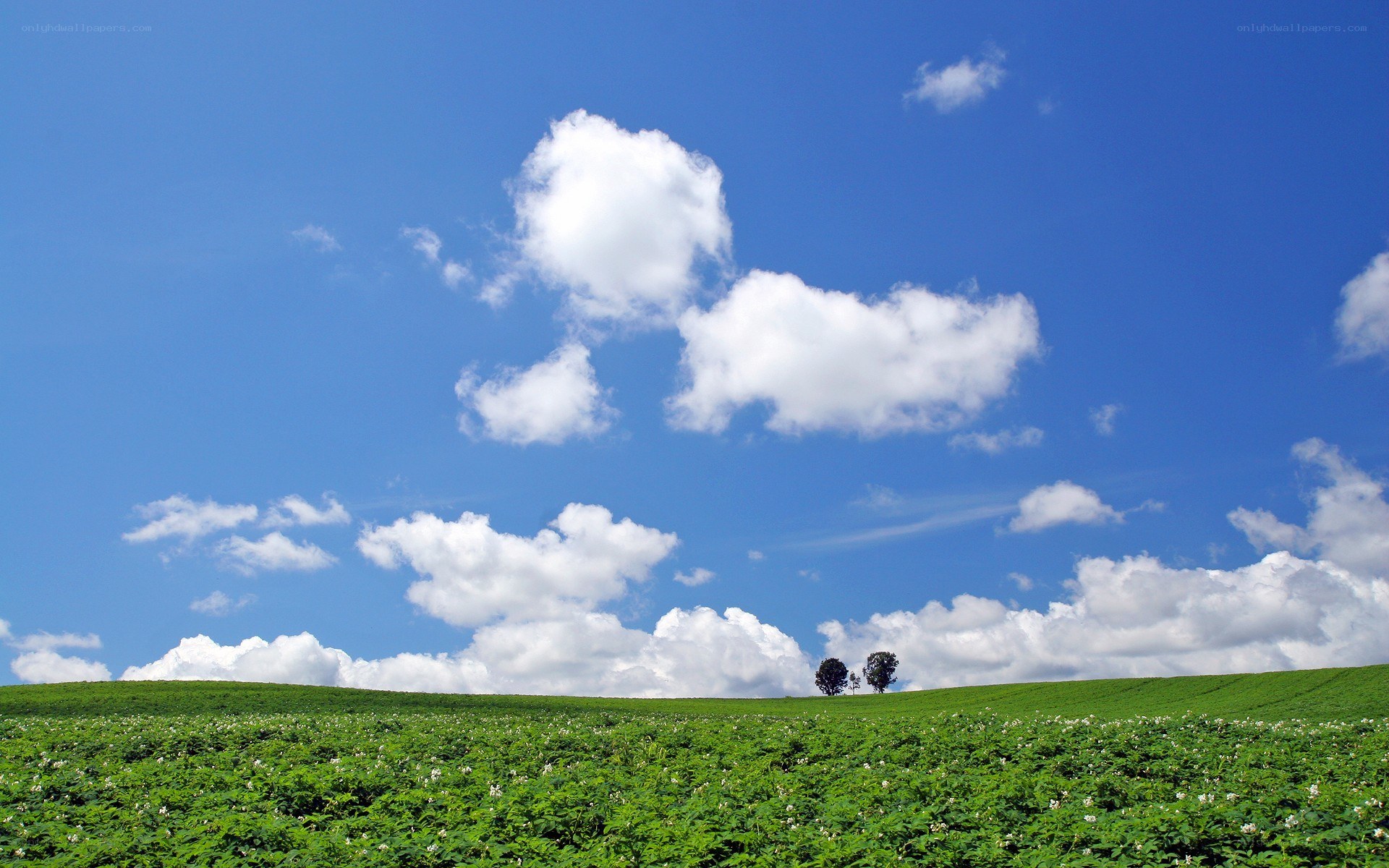 Green field under blue sky