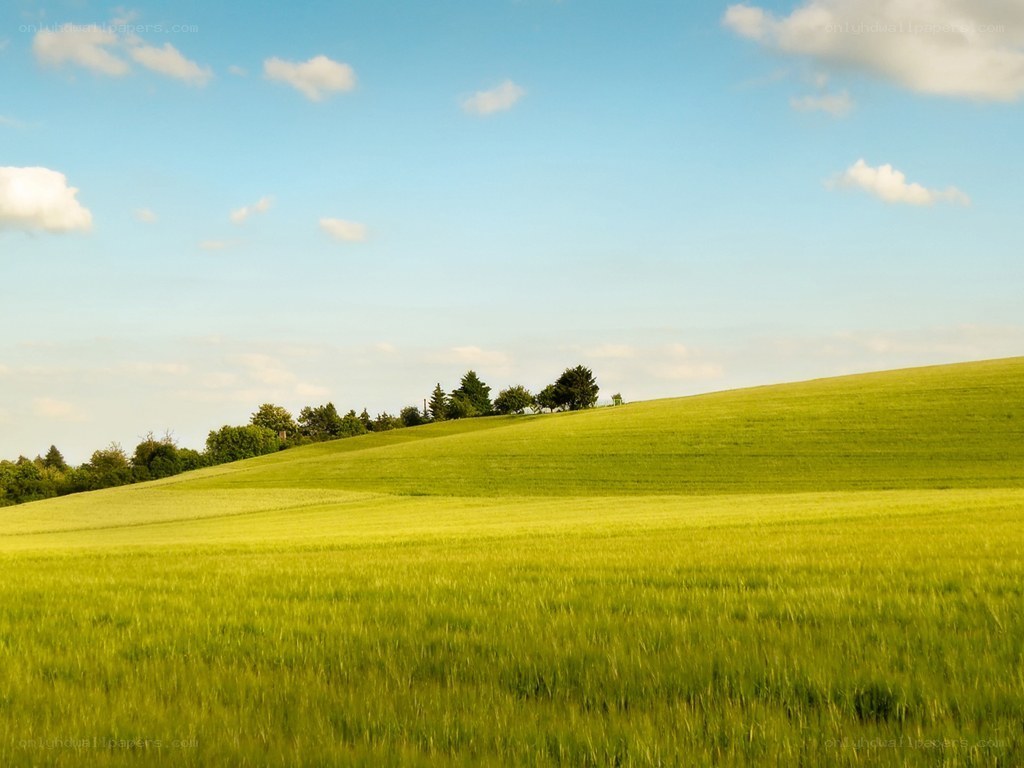 Green field under blue sky