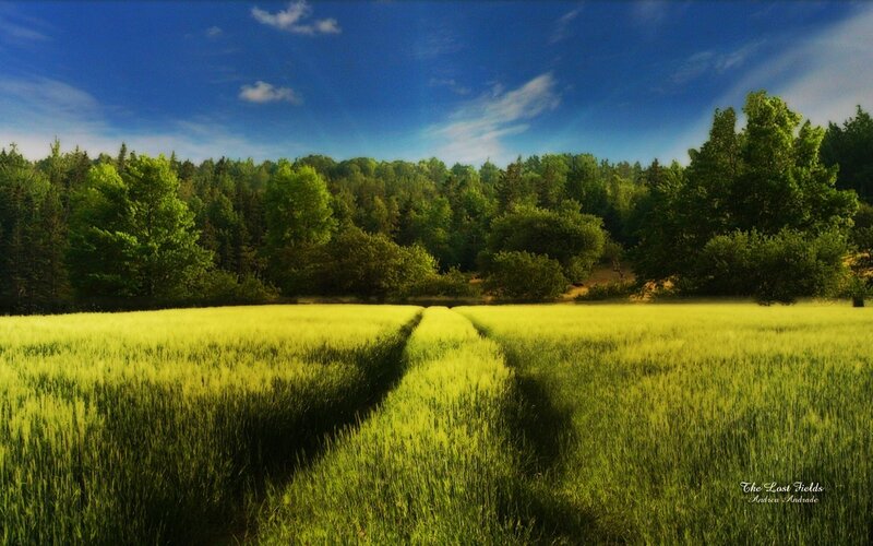Green field under blue sky