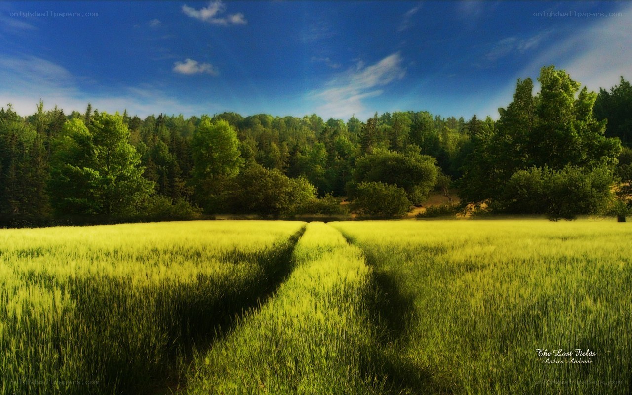 Green field under blue sky