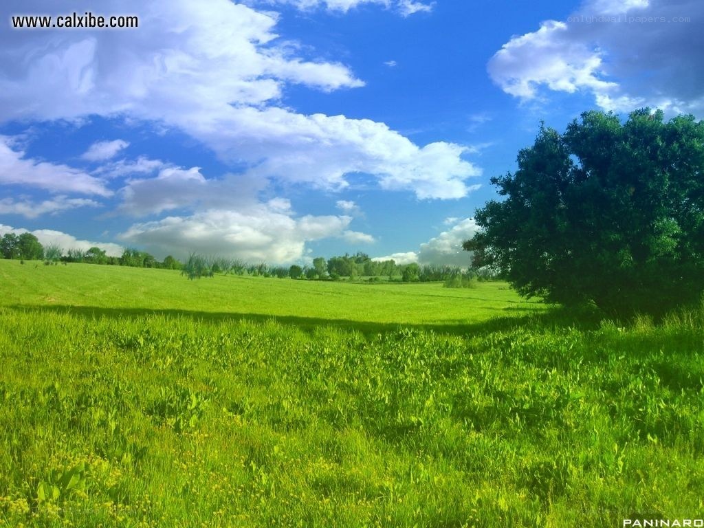 Green field under blue sky